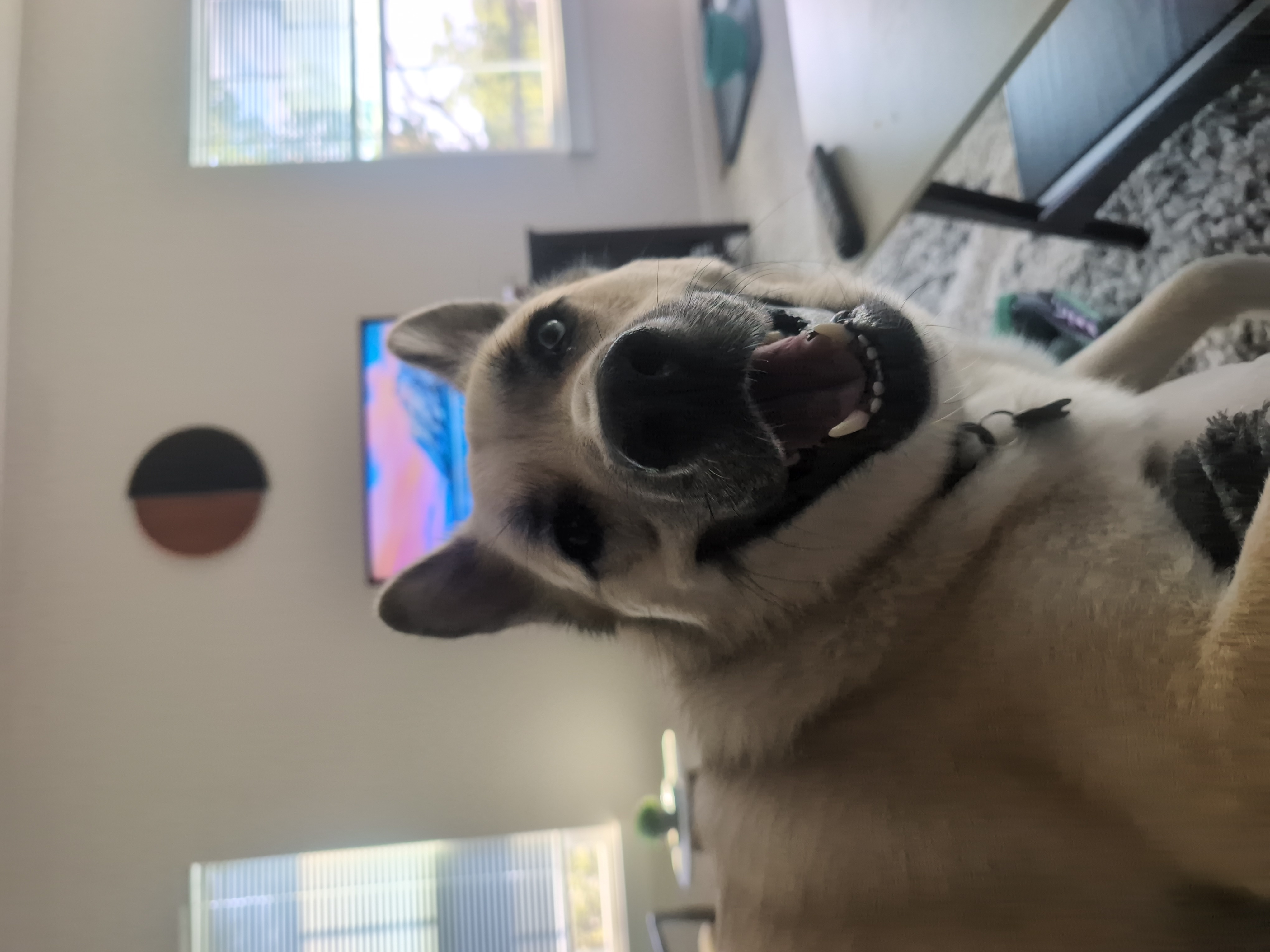 Dog Tax Rex